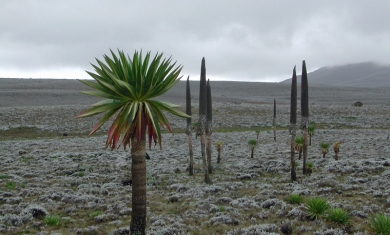 Bale Mountain National park