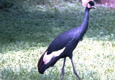 Geraille  NATIONAL PARK'