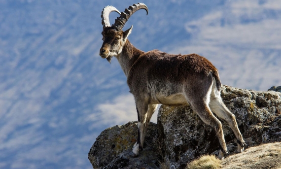 Alatish National Park