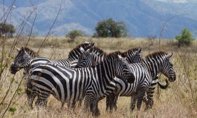 Nech-sar National park