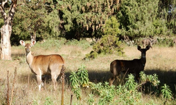 Yangudi Rassa National Park