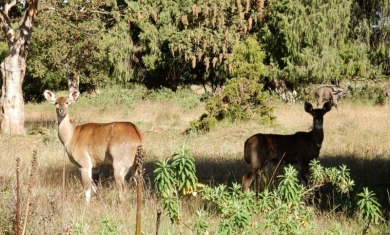 Yangudi Rassa National Park