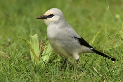 11 Days Ethiopia Birding Tour